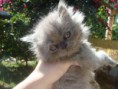 Gato Persa Blue